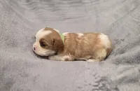 Gunner, a male Cavalier King Charles Spaniel for sale in Chicago, IL – 8 of 10