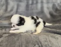 Cavin, a female Japanese Chin for sale in Chicago, IL – 7 of 10
