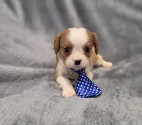 Hudson, a male Cavalier King Charles Spaniel for sale in Chicago, IL – 2 of 10