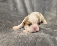 Fabian, a male Cavalier King Charles Spaniel for sale in Chicago, IL – 3 of 8