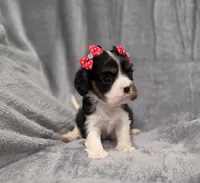 Molly , a female Cavalier King Charles Spaniel for sale in Chicago, IL – 9 of 10