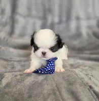 Cavin, a female Japanese Chin for sale in Chicago, IL – 8 of 10