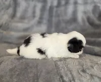 Cali, a female Japanese Chin for sale in Chicago, IL – 6 of 9