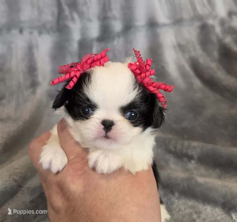 Cali – Japanese Chin puppy for sale in Chicago, IL