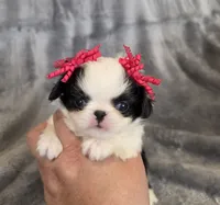 Cali, a female Japanese Chin for sale in Chicago, IL – 1 of 9