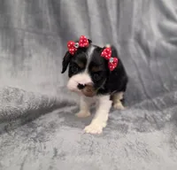 Molly , a female Cavalier King Charles Spaniel for sale in Chicago, IL – 10 of 10
