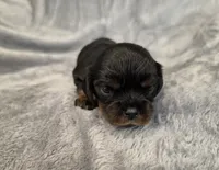 Julia, a female Cavalier King Charles Spaniel for sale in Chicago, IL – 9 of 10