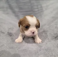 Gunner, a male Cavalier King Charles Spaniel for sale in Chicago, IL – 4 of 10