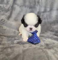 Cavin, a female Japanese Chin for sale in Chicago, IL – 2 of 10