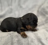Julia, a female Cavalier King Charles Spaniel for sale in Chicago, IL – 6 of 10