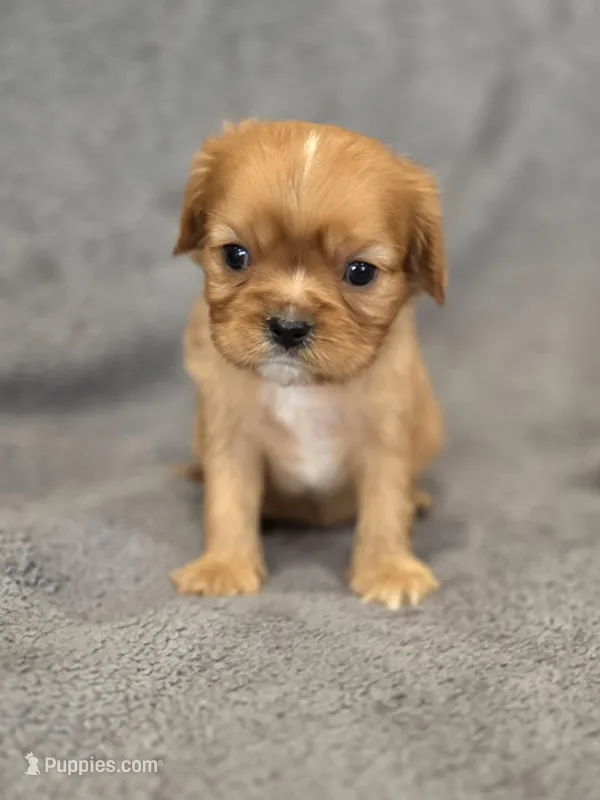 Nash – Cavalier King Charles Spaniel puppy for sale in Chicago, IL