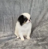 Jaxson, a male Japanese Chin for sale in Chicago, IL – 5 of 7