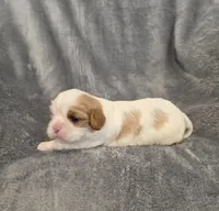 Fabian, a male Cavalier King Charles Spaniel for sale in Chicago, IL – 4 of 8