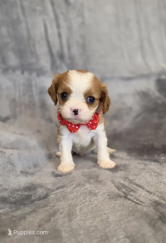 Gunner – Cavalier King Charles Spaniel puppy for sale in Chicago, IL
