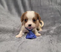 Hudson, a male Cavalier King Charles Spaniel for sale in Chicago, IL – 4 of 10