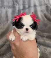 Cali, a female Japanese Chin for sale in Chicago, IL – 4 of 9