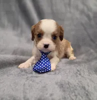 Hudson, a male Cavalier King Charles Spaniel for sale in Chicago, IL – 6 of 10