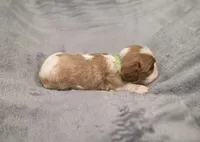 Gunner, a male Cavalier King Charles Spaniel for sale in Chicago, IL – 5 of 10
