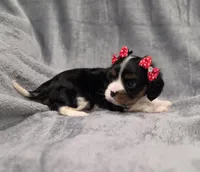 Molly , a female Cavalier King Charles Spaniel for sale in Chicago, IL – 8 of 10