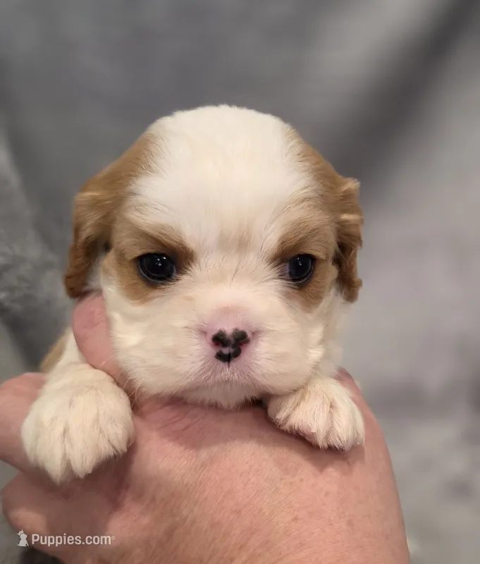 Fabian – Cavalier King Charles Spaniel puppy for sale in Chicago, IL