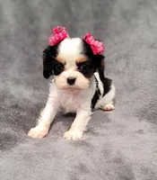 processed/8d5be5ea-1226-4bc8-80f9-817e31c245b0/listing/c5dcf63a-a98e-4f13-8be6-ba3fb935d665/1aa002f9-9d36-4cab-a1e4-d97e9bb1e248