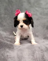 processed/8d5be5ea-1226-4bc8-80f9-817e31c245b0/listing/c5dcf63a-a98e-4f13-8be6-ba3fb935d665/379f6cf6-7e36-411f-ae08-c873aada085a