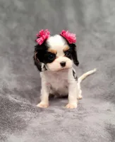 processed/8d5be5ea-1226-4bc8-80f9-817e31c245b0/listing/c5dcf63a-a98e-4f13-8be6-ba3fb935d665/385ee20e-73e3-42d8-82e1-52ea76497e40