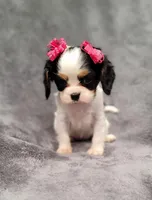 processed/8d5be5ea-1226-4bc8-80f9-817e31c245b0/listing/c5dcf63a-a98e-4f13-8be6-ba3fb935d665/643ef655-364d-4fb9-a024-1b65546c4b43