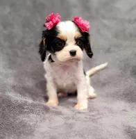 processed/8d5be5ea-1226-4bc8-80f9-817e31c245b0/listing/c5dcf63a-a98e-4f13-8be6-ba3fb935d665/7f64a1bb-81d4-45ee-bb14-c9df207169df