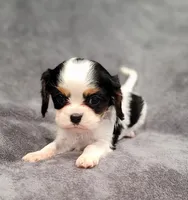 processed/8d5be5ea-1226-4bc8-80f9-817e31c245b0/listing/c5dcf63a-a98e-4f13-8be6-ba3fb935d665/b44b385f-7773-4b7c-a5ad-f1a29cd12a5b