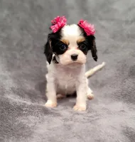 processed/8d5be5ea-1226-4bc8-80f9-817e31c245b0/listing/c5dcf63a-a98e-4f13-8be6-ba3fb935d665/d99f1aae-b1cd-48f5-800e-af92b06958bb