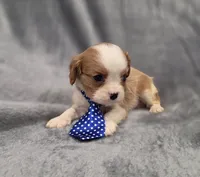 Hudson, a male Cavalier King Charles Spaniel for sale in Chicago, IL – 3 of 10