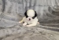 Cavin, a female Japanese Chin for sale in Chicago, IL – 10 of 10