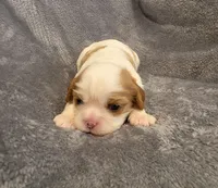 Fabian, a male Cavalier King Charles Spaniel for sale in Chicago, IL – 2 of 8