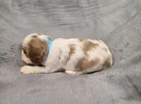 Gilbert, a male Cavalier King Charles Spaniel for sale in Chicago, IL – 4 of 7