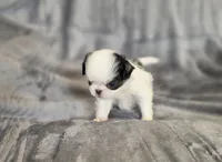 Cavin, a female Japanese Chin for sale in Chicago, IL – 4 of 10