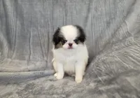 Jaxson, a male Japanese Chin for sale in Chicago, IL – 6 of 7