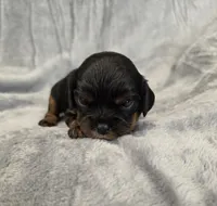 Julia, a female Cavalier King Charles Spaniel for sale in Chicago, IL – 2 of 10