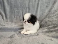 Jaxson, a male Japanese Chin for sale in Chicago, IL – 1 of 7