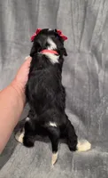 Molly , a female Cavalier King Charles Spaniel for sale in Chicago, IL – 7 of 10