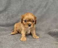 Neil, a male Cavalier King Charles Spaniel for sale in Chicago, IL – Photo 6 of 8