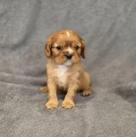 Nigel, a male Cavalier King Charles Spaniel for sale in Chicago, IL – Photo 10 of 10