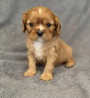 Nigel, a male Cavalier King Charles Spaniel for sale in Chicago, IL – Photo 3 of 10