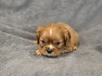 Nigel, a male Cavalier King Charles Spaniel for sale in Chicago, IL – Photo 5 of 10