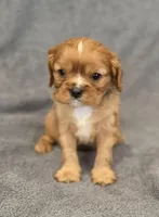 Nigel, a male Cavalier King Charles Spaniel for sale in Chicago, IL – Photo 2 of 10