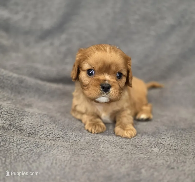 Neil – Cavalier King Charles Spaniel puppy for sale in Chicago, IL
