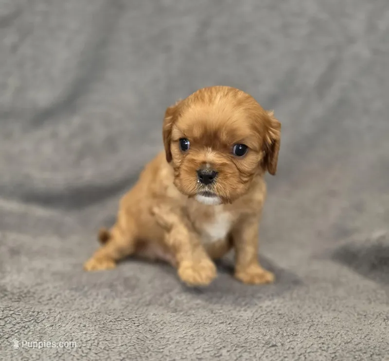 Neil – Cavalier King Charles Spaniel puppy for sale in Chicago, IL