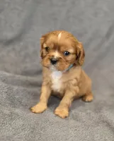 Nigel, a male Cavalier King Charles Spaniel for sale in Chicago, IL – Photo 7 of 10