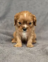 Nigel, a male Cavalier King Charles Spaniel for sale in Chicago, IL – Photo 4 of 10