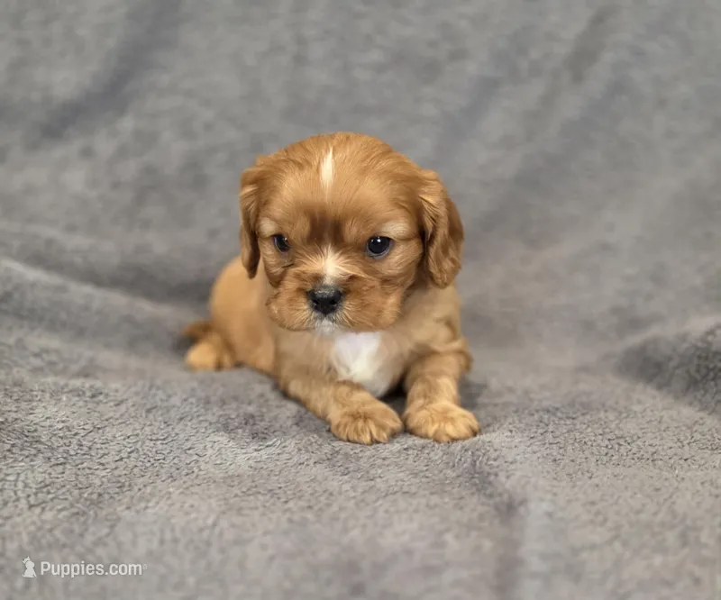 Nigel – Cavalier King Charles Spaniel puppy for sale in Chicago, IL